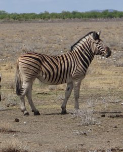 zebra posing