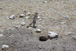 a ground squirrel going home