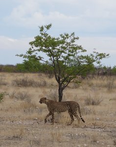 the savannah is Cheetah territory 