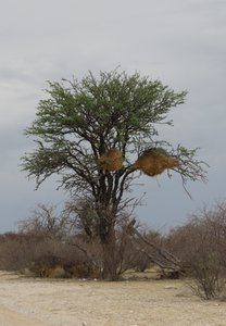 giant weaver bird nests