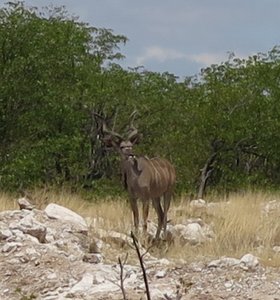 Male Kudu watching