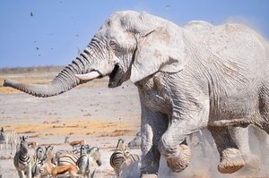 White Etosha ghost elephant