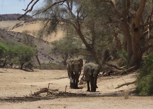 Desert elephants 