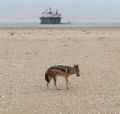 lonely Jackal and 