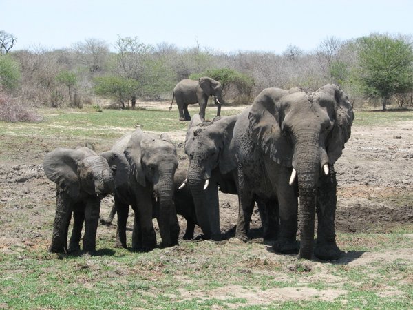 More elephants in Kruger