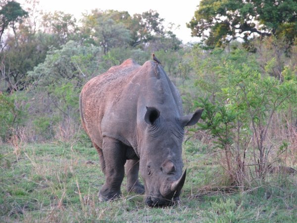 A rhino at sunset