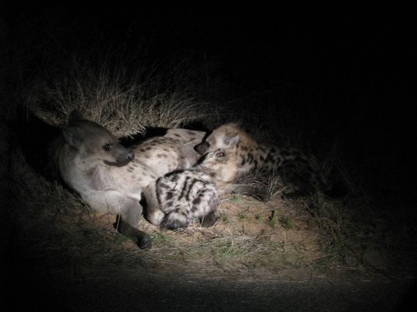 Hyenas on night safari
