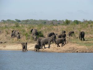 Elephants at waterhole in Kruger