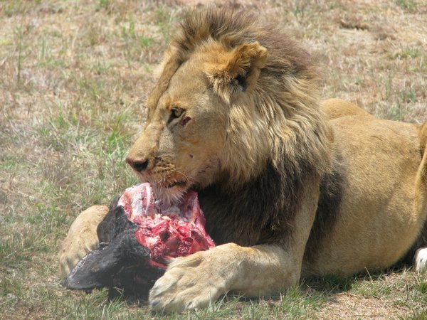 Lion tucks into dinner