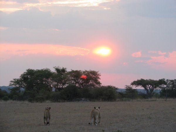 Walking with lions at sunset