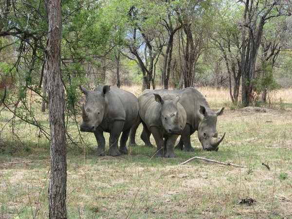 Rhinos at Matobo 1
