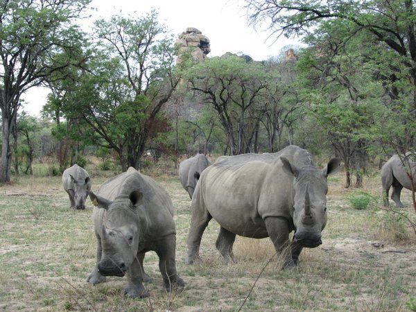 Rhinos at Matobo 4