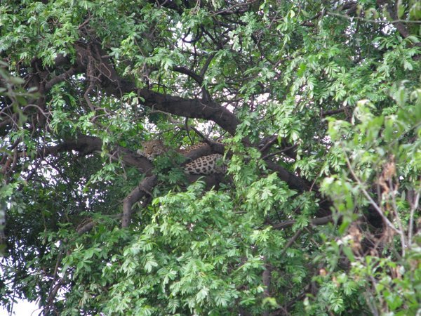 Mother leopard