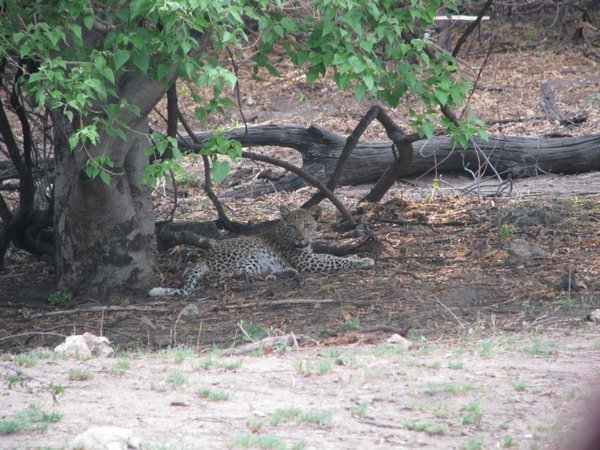 Baby leopard 1