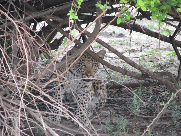Baby leopard 2