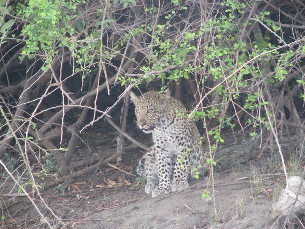Baby leopard 3