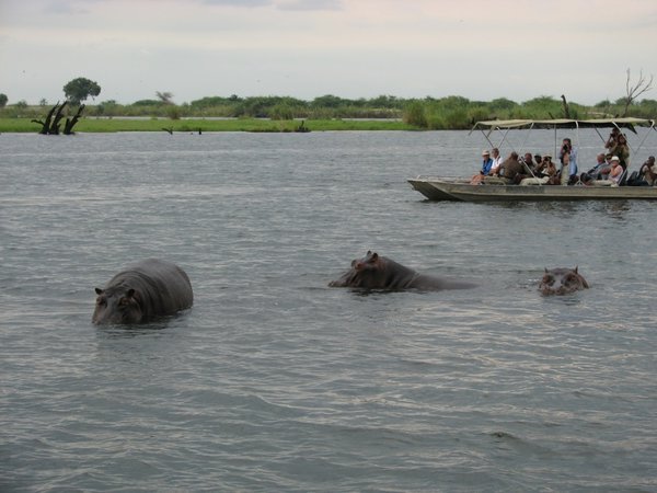 Hippos in Chobe River