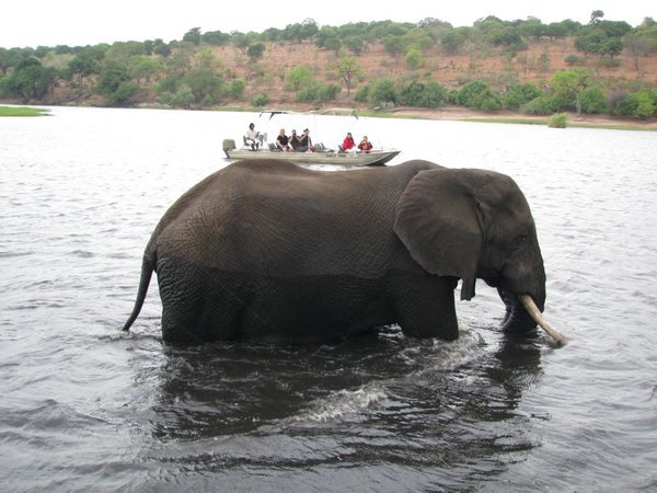 Giant elephant carries a boat on his back!