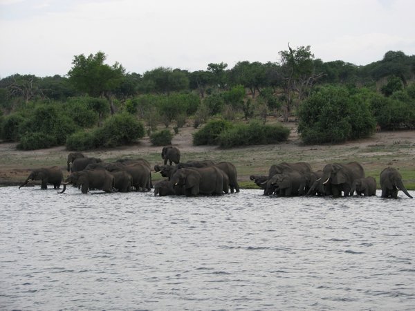 Elephants in Chobe River 2