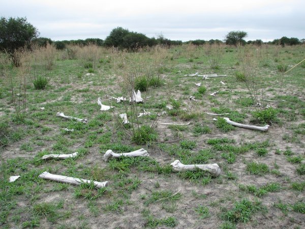 The remains of a zebra on Delta walk