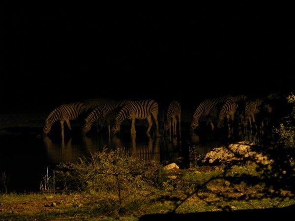 Zebras at watering hole, Etosha