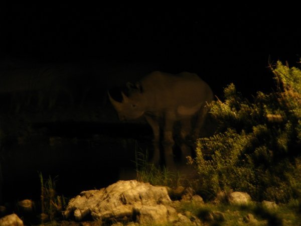 Rhino at watering hole, Etosha