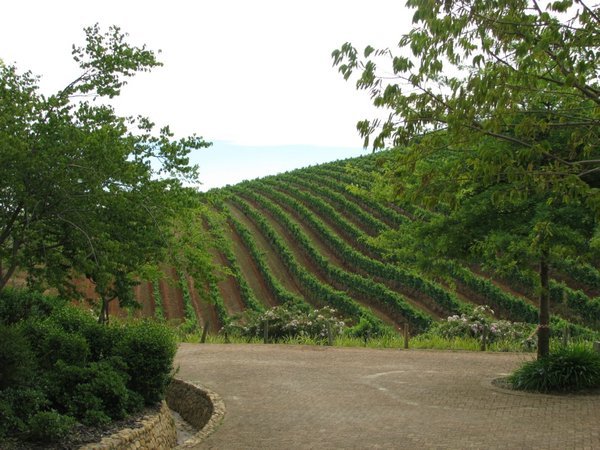 Vineyards in the Cape