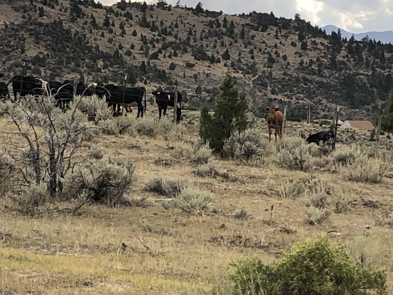 The Cattle are Lowing at The Potential Place