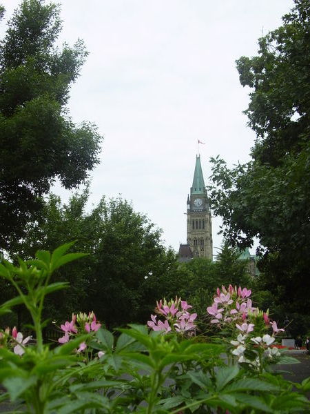 La tour du Parlement parmis les fleurs
