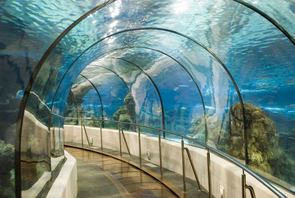 Tunnel at the Aquarium