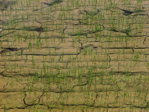 Close Up of a Rice Paddy