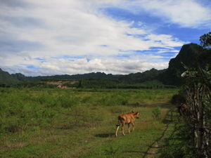 Field in Chay Lap