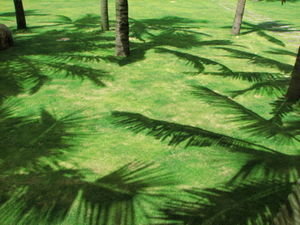 The Lawn With Palms