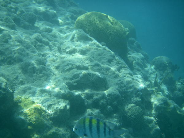 Underwater scene at Creole Rock