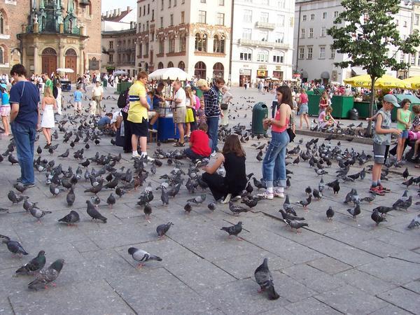 feeding the birds at your table feeding the birds at your table