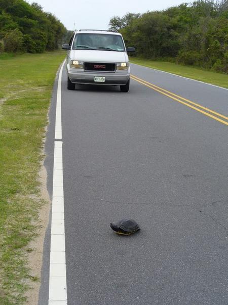 Turtle crossing road