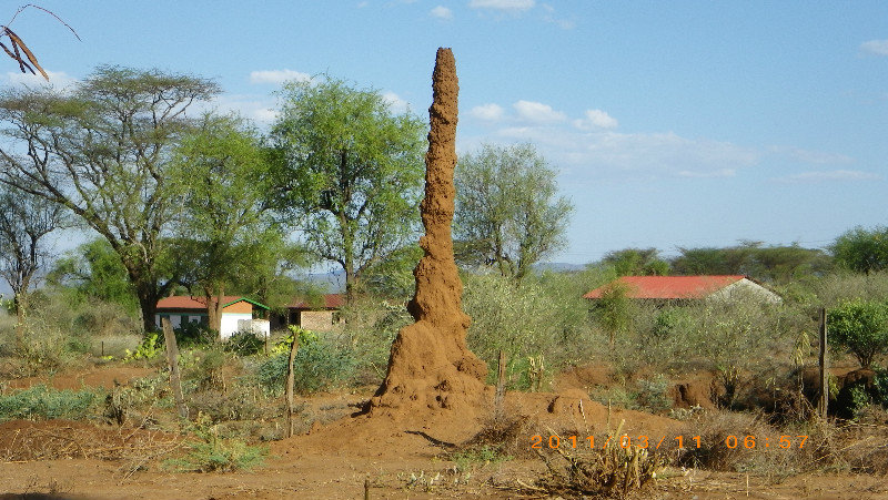Giant ant hill