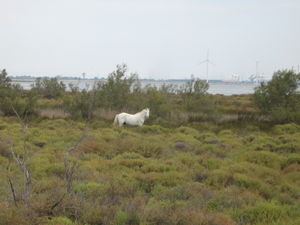 wild horses of the carmargue