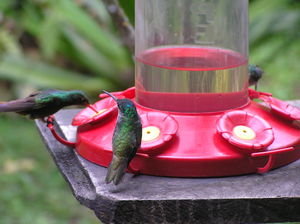 Kolibri ved føder