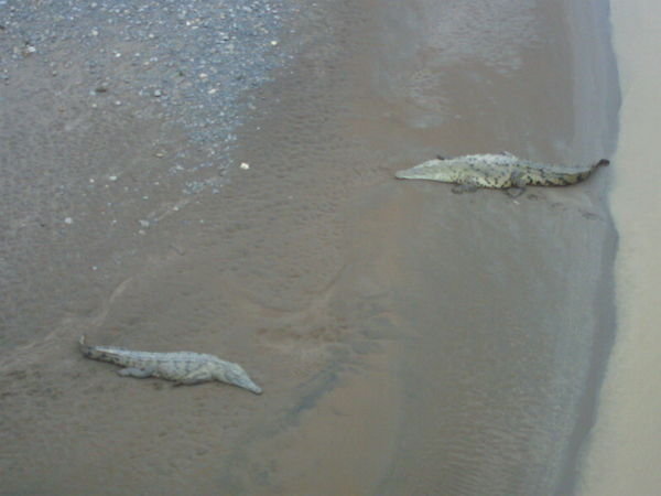 Krokodiller ved Tarcoles river