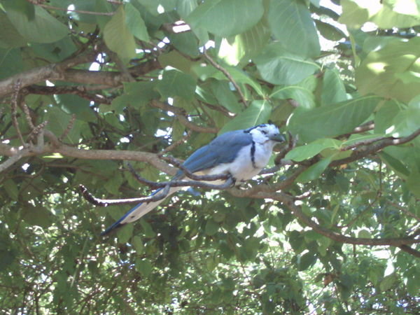 White-throated magpie-jay