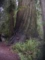 Redwood Nat'l Park - California