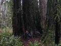 Redwood Nat'l Park - California