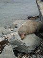 Seal at Kaikoura