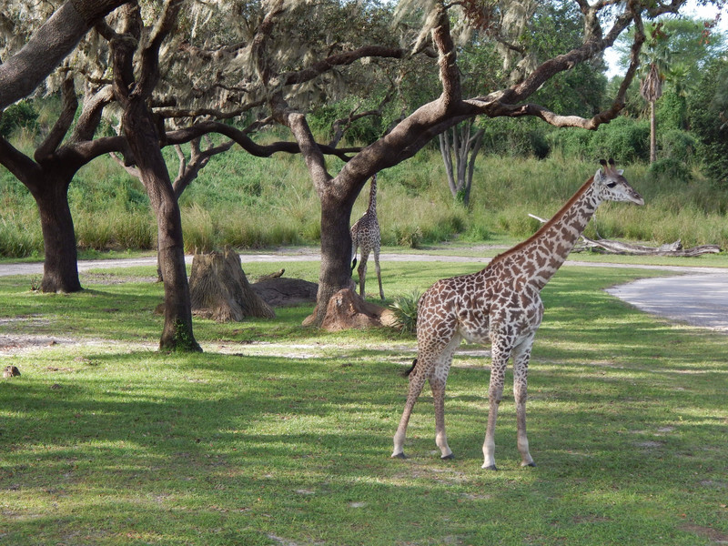 Disney Animal Kingdom safari ride 