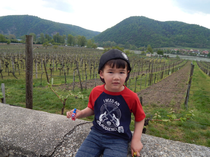 Riley at the vineyards near Durnstein Castle