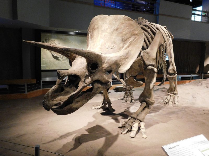 Triceratops bones