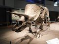 Triceratops bones