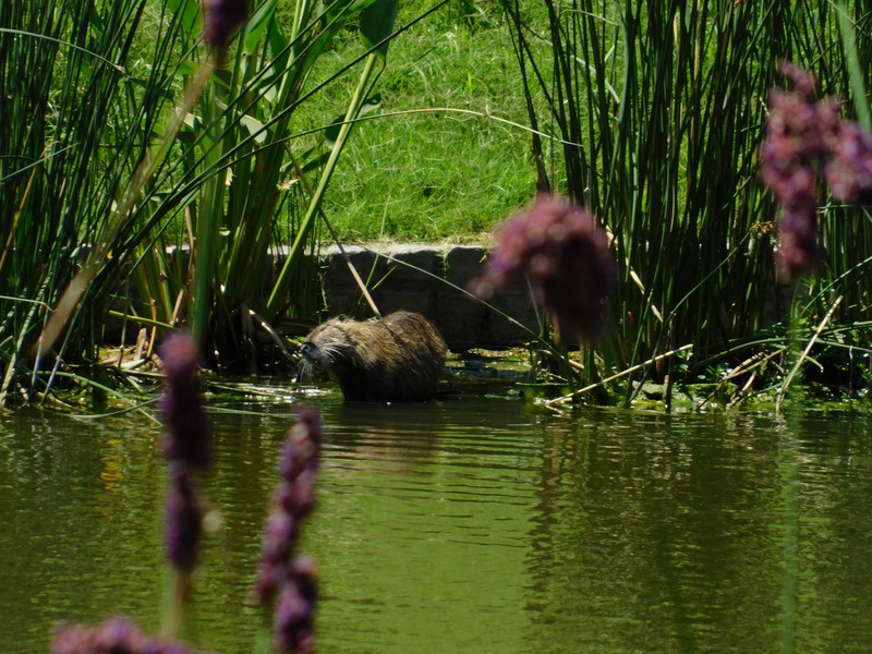 Capybara, Ecoparque, BA