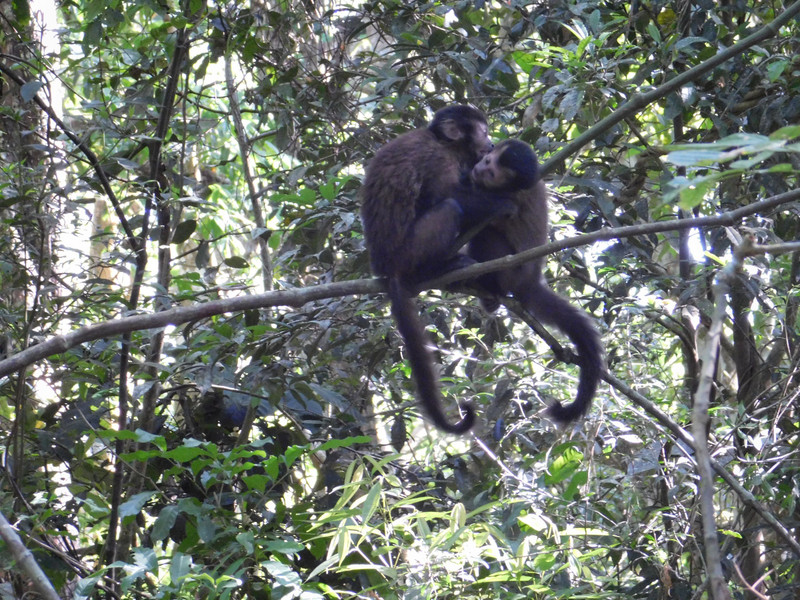 Monkeys in the trees at Iguazu